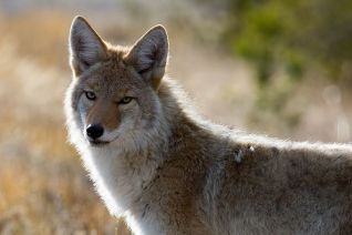 coyote-1480717__480.jpg